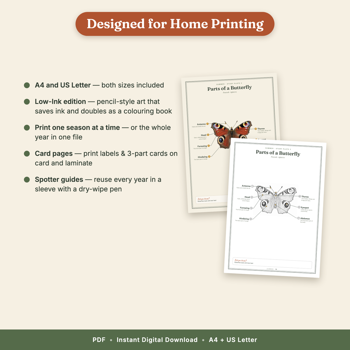 The Little Naturalist's Year | Nature Journal for Kids Ages 3–8 | 152-Page European Nature Study Bundle | 4 Season Books, Stories, Parent Guide & Posters | Printable PDF