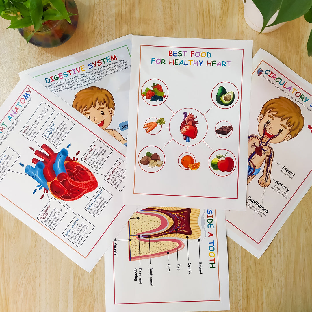 Human Anatomy Busy Book Printable Preschool Worksheets Homeschool Reso – StudywithMissJ human-anatomy-busy-book-printable-preschool-worksheets-homeschool-reso-studywithmissj